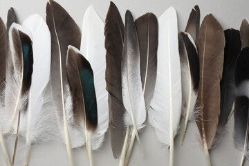 Many different bird feathers on white background, flat lay