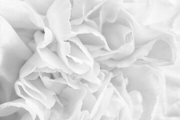 Beautiful white carnation flower as background, closeup