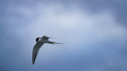 Naklejka premium Forster's Tern