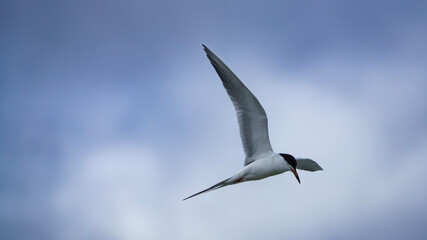 Forster's Tern