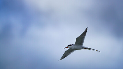 Forster's Tern