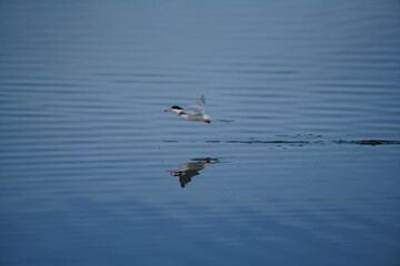 Forster's Tern