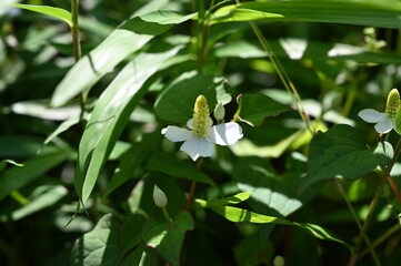 日本の東京都王子の飛鳥山で咲く　小さなドクダミの花