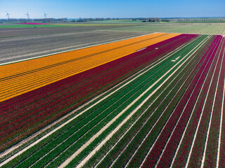 Tulip Field In The Netherlands From Above. Rural Spring Landscape With Flowers, Drone Shot