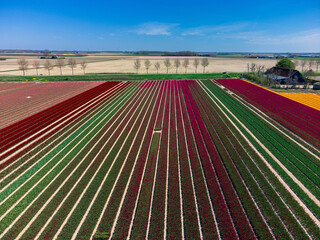 Tulip Field And A Farm In The Netherlands From Above. Rural Spring Landscape With Flowers, Drone Shot