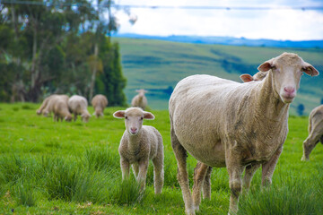 Obraz na płótnie Canvas Merino sheep farm pasture land in midlands meander KZN South Africa