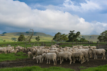 Merino sheep farm pasture land in midlands meander KZN South Africa