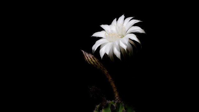 Time lapse footage of white cactus flower growing blossom from bud to full blossom then withered isolated on black background, two flowers blooming one after another, 4k front view close up video.