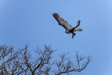 青空バックに見るハヤブサの飛び出しシーン