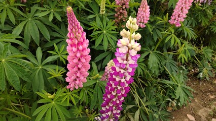 ルピナスの花と葉