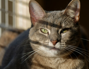 Cute Grey Cat Resting on a Cat Tower by the Window