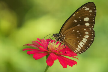 butterfly on flower