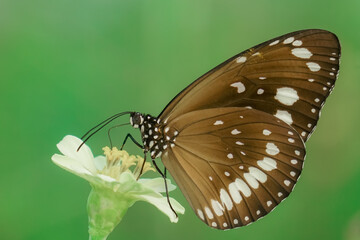 butterfly on a flower