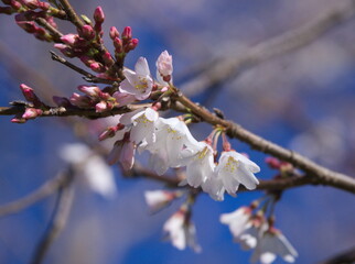 淡墨桜