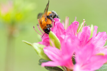 ツツジとマルハナバチ