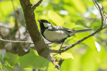 シジュウカラ