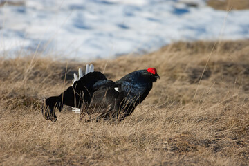 fagiano di monte (Lyrurus tetrix) black grouse