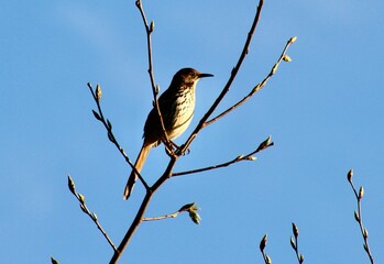 A brown thrasher overlooks the field as the sunsets on a May day Jenningsville Pennsylvania