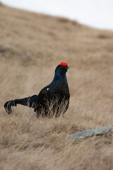 fagiano di monte (Lyrurus tetrix) black grouse