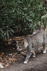 Black and white cat stealthily wandering through an indoor garden. Copy space