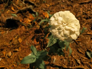 Desierto