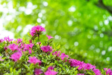 Fototapeten ツツジ　Rhododendron © 英二 柳