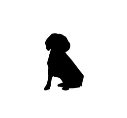 silhouette of a dog