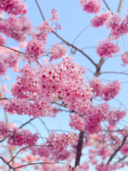 Sakura cherry blossom full bloom in spring with pink petals and blue sky