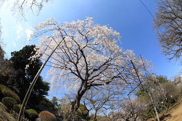 枝垂れ桜咲く