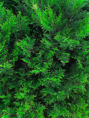 evergreen tree leaves are dense and green
