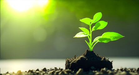 A plant with green leaves sprouting from its soil.