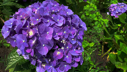 the flower of the purple hydrangea plant that is very beautiful and fertile