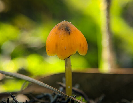 Mycena acicula, commonly known as the&nbsp;orange bonnet, or the&nbsp;coral spring Mycena,