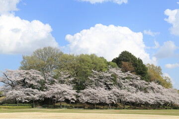 桜並木