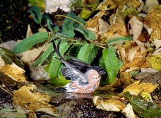 Bullfinch Male , ciuffolotto, (Pyrrhula pyrrhula)	