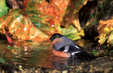 Bullfinch Male , ciuffolotto, (Pyrrhula pyrrhula)	