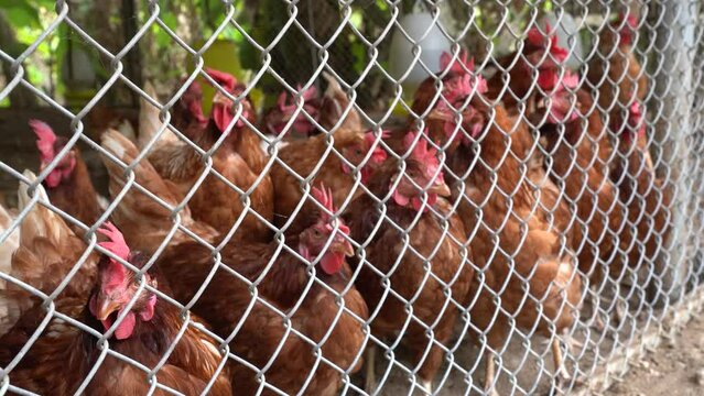Poultry Disease Outbreaks, Avian Influenza in Chickens, 