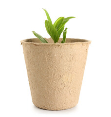 Peat pot with green seedling on white background