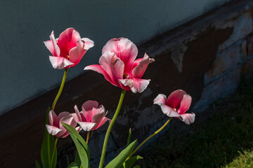 Wunderschön aufgeblühte pinke Tulpen