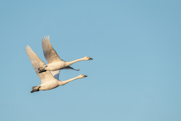 滋賀 - 【湖北野鳥センター　コハクチョウ】