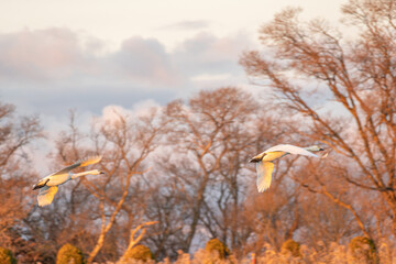 滋賀 - 【湖北野鳥センター　コハクチョウ】