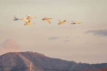 滋賀 - 【湖北野鳥センター　コハクチョウ】