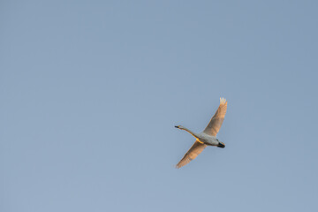滋賀 - 【湖北野鳥センター　コハクチョウ】