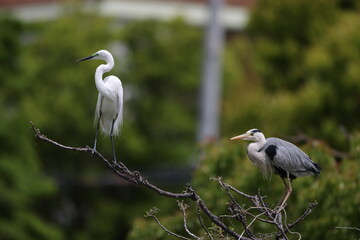 Great Egret (Ardea alba modesta) breeding feathers 