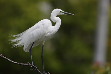 Great Egret (Ardea alba modesta) breeding feathers 