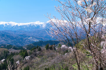 Fototapeta na wymiar 雪山と桜