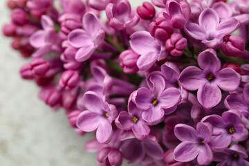 Blooming lilac flowers on grey grunge background