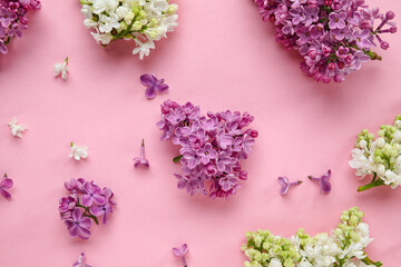 Blooming lilac flowers on pink background
