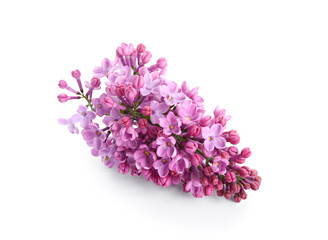 Blooming lilac flowers on white background