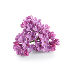 Obraz premium Blooming lilac flowers on white background